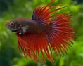 /album/hs-peixes-ornamentais/betta-crowntail-jpg/